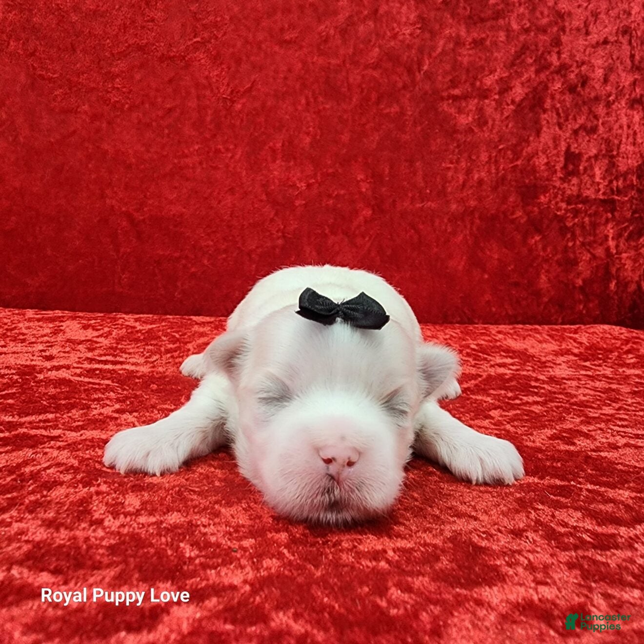 Maltese dogs Joaquin - Ad 6