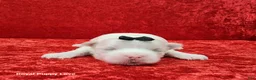 Maltese dogs for sale: Joaquin - Ad 1