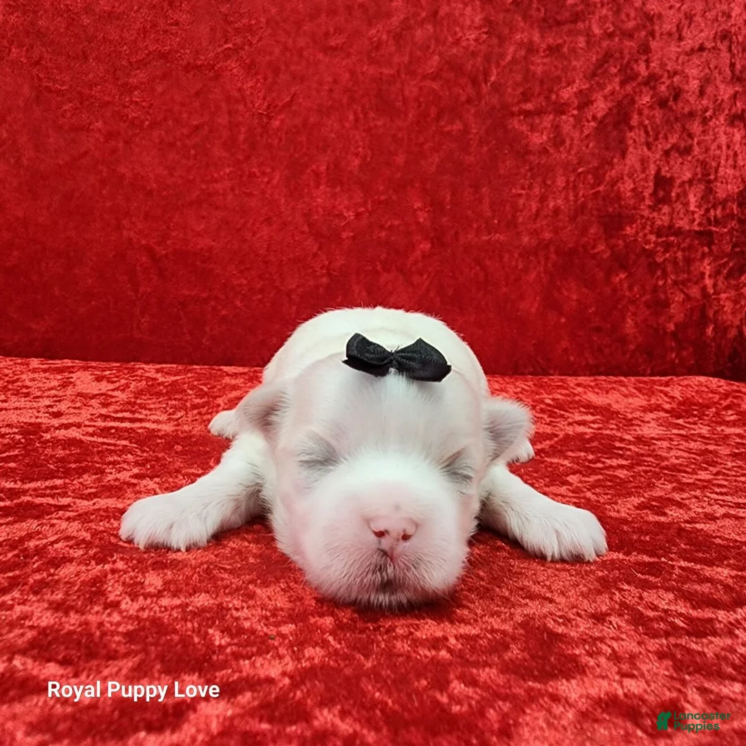 Maltese dogs for sale: Joaquin - Ad 1