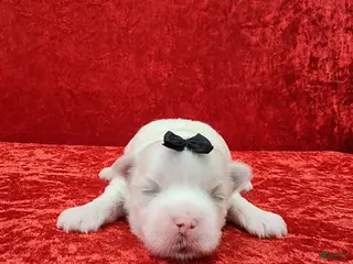 Maltese dogs Joaquin - Ad 6
