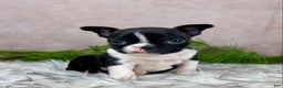 Boston Terrier dogs for sale: Miss Chloe  - Ad 6