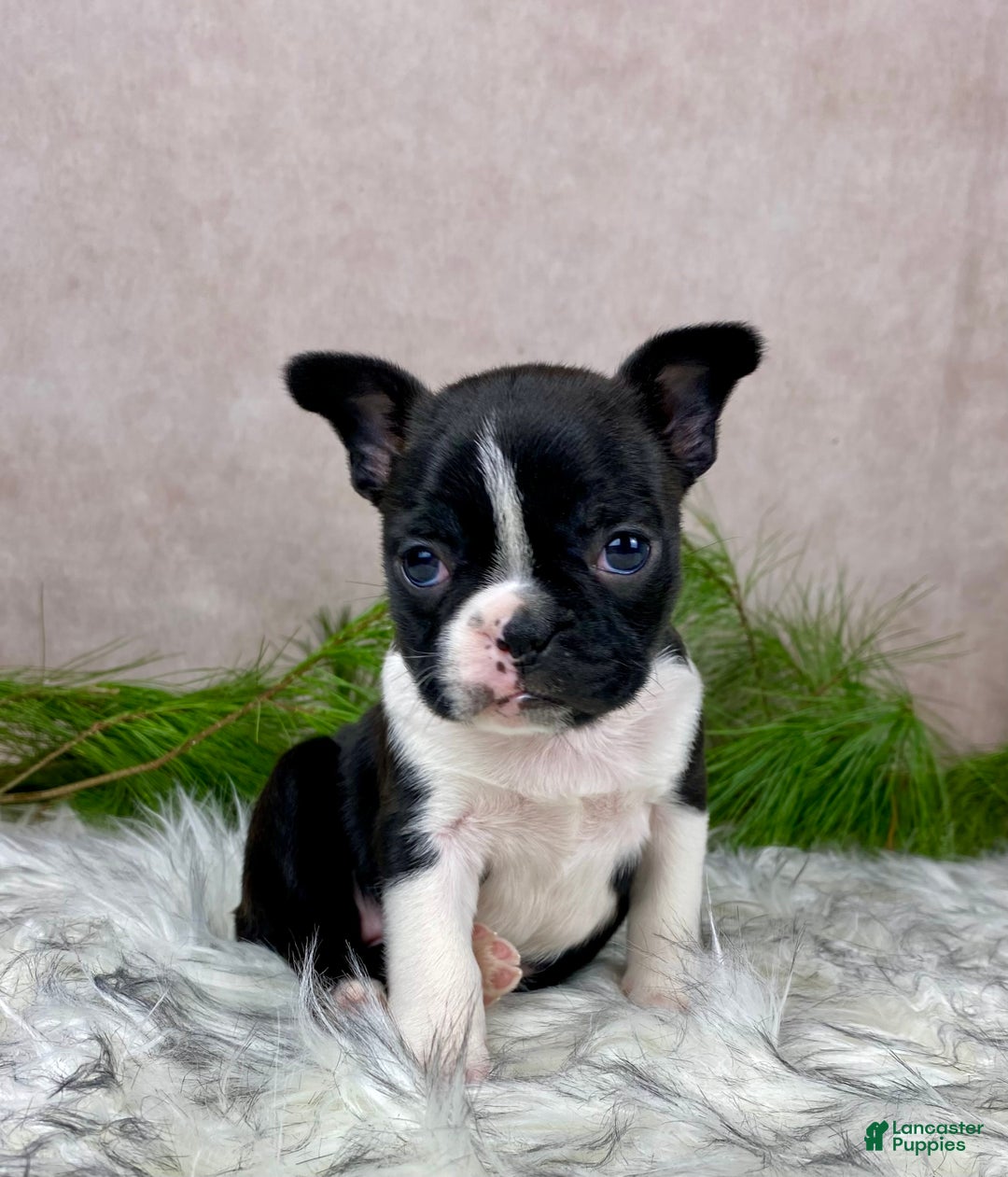 Boston Terrier dogs for sale: Miss Chloe  - Ad 6