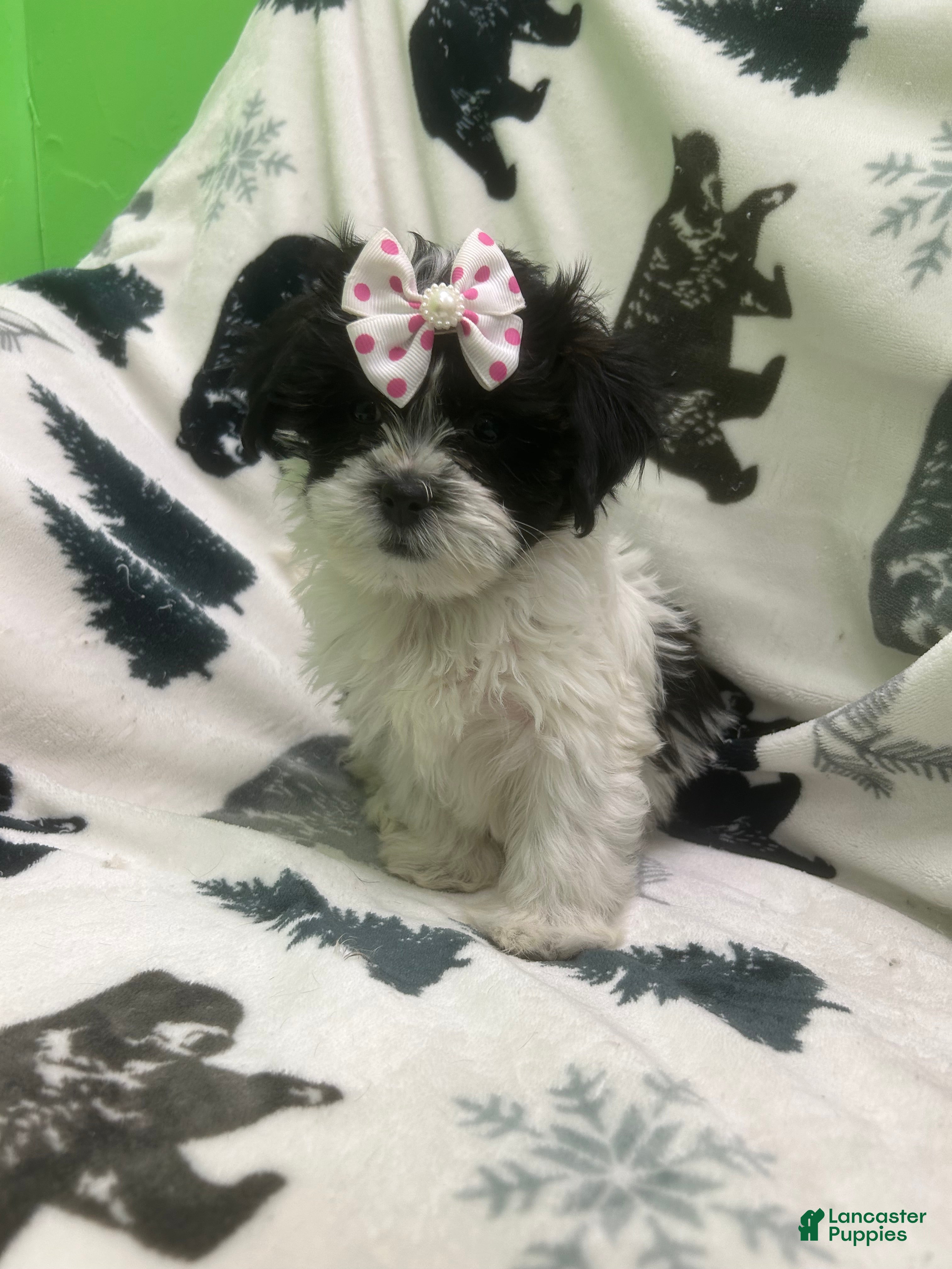 Teddy Bear dogs Magic  - Ad 41