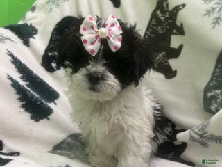 Teddy Bear dogs Magic - Ad 41