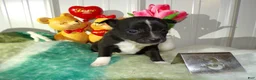 Chihuahua dogs for sale: Chihuahua Puppy 3 Morky - Ad 2