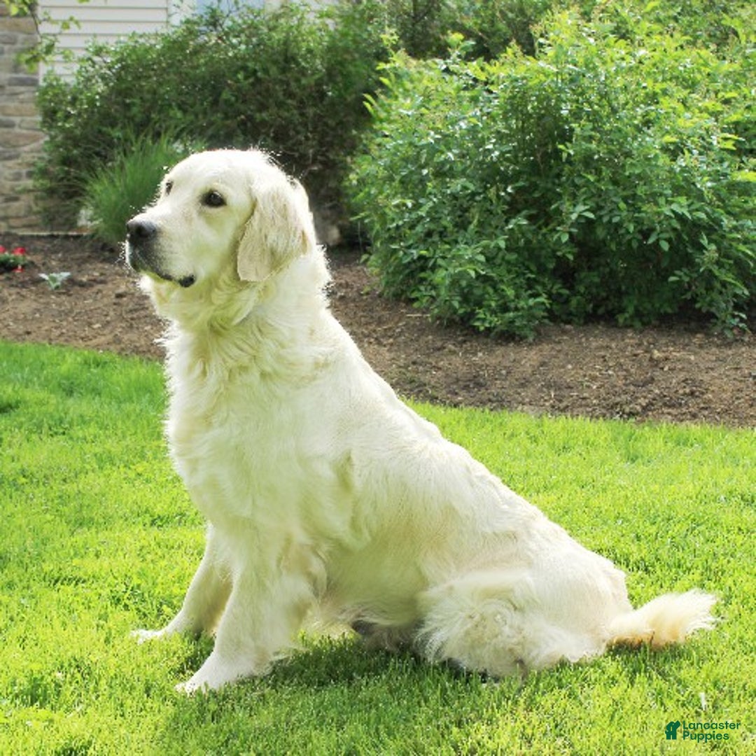 Golden Retriever dogs for sale: Angel - Ad 5