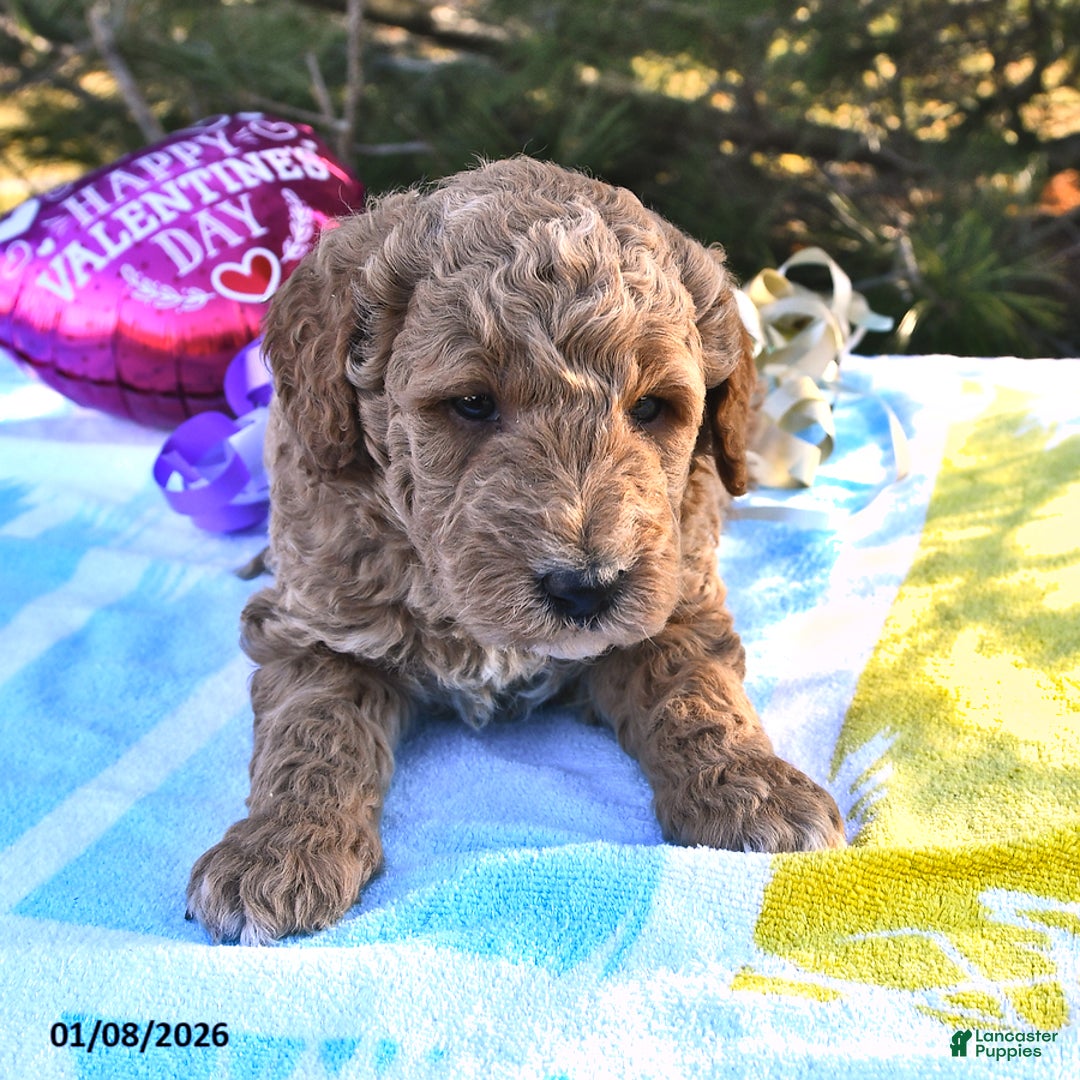 Mini Goldendoodle dogs for sale: Oscar - Ad 5