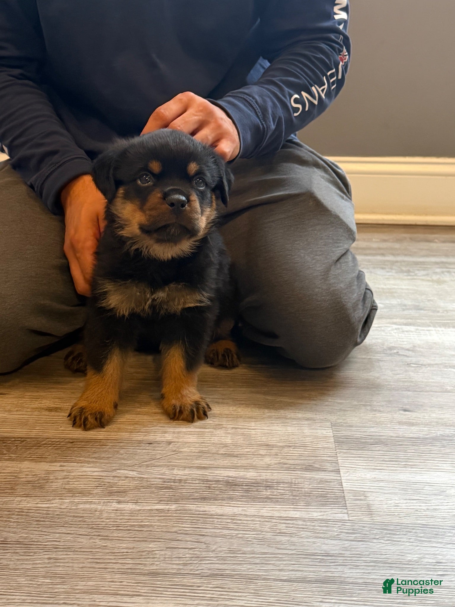 Rottweiler dogs Blue collar boy - Ad 2