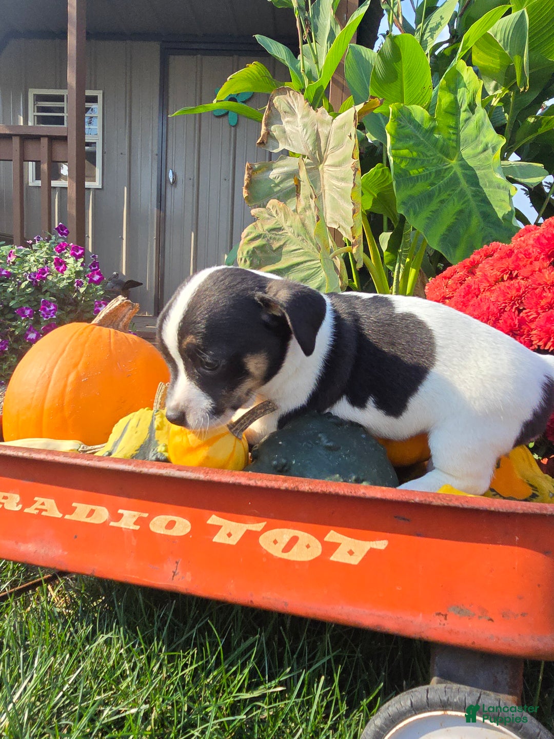 Jack Russell Terrier dogs for sale: Tootsie  - Ad 2