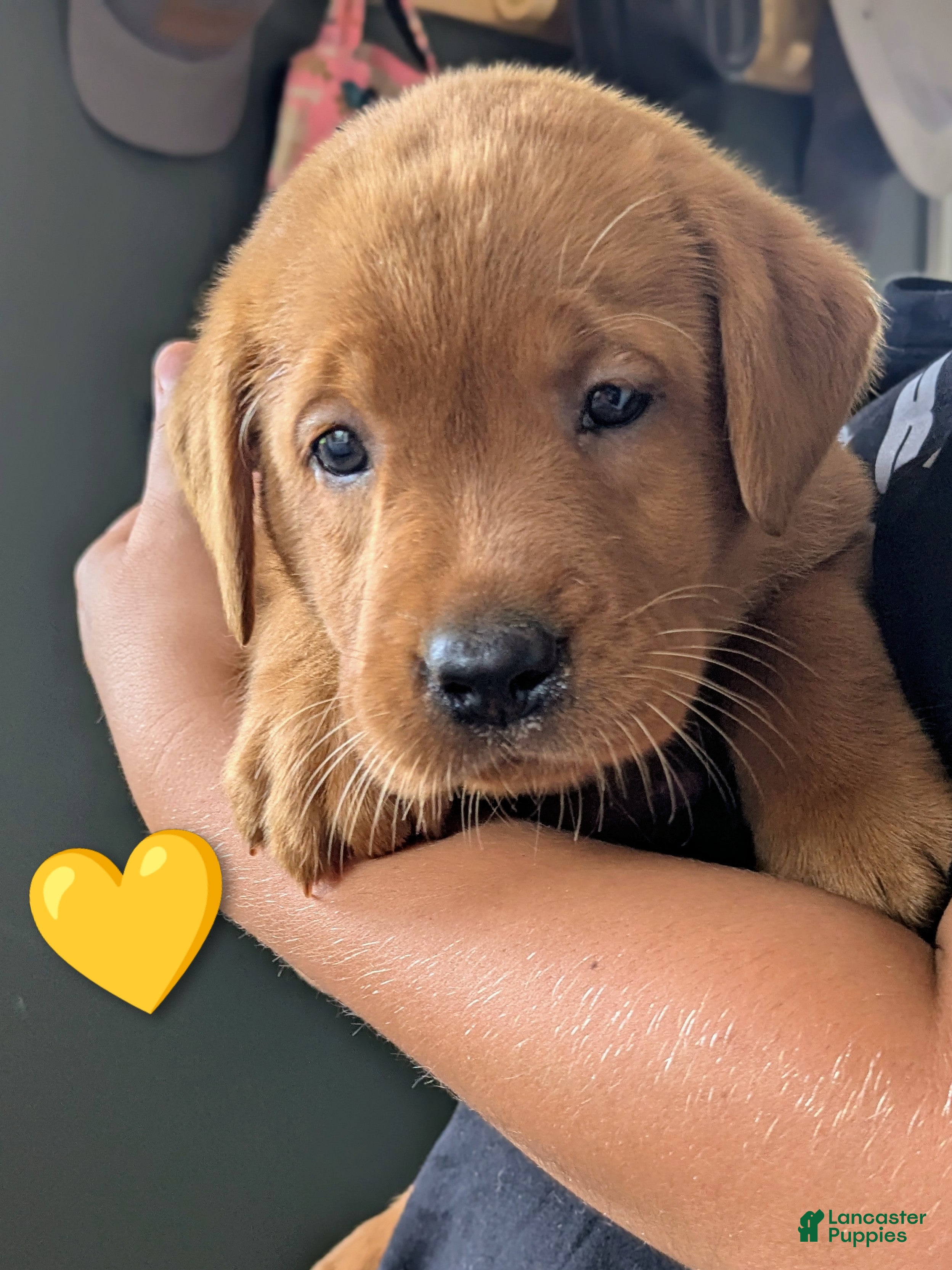 Labrador Retriever dogs Maggie - Ad 1