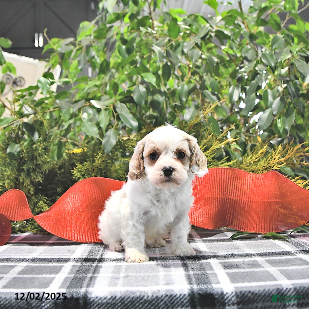 Cavapoo dogs for sale: Gem  - Ad 1