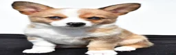 Mixed Breed dogs for sale: Ashley - Ad 7