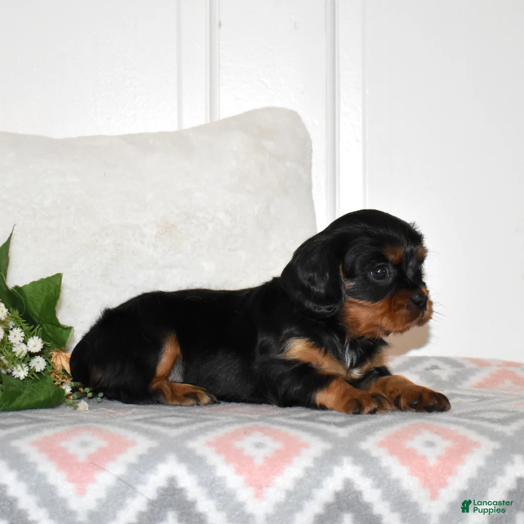 Cavalier King Charles Spaniel dogs for sale: Truffle  - Ad 6