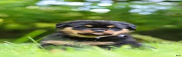 Rottweiler dogs for sale: Thor - Ad 7