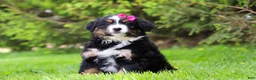 Bernese Mountain Dog dogs for sale: Amelia - Ad 6