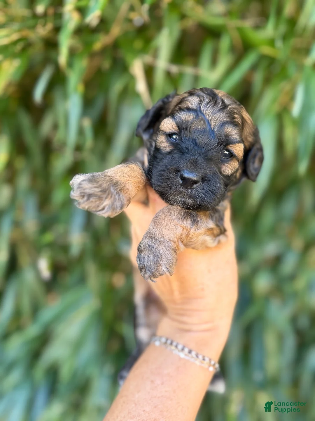 Cockapoo dogs for sale: Cockapoo 4 - Ad 1