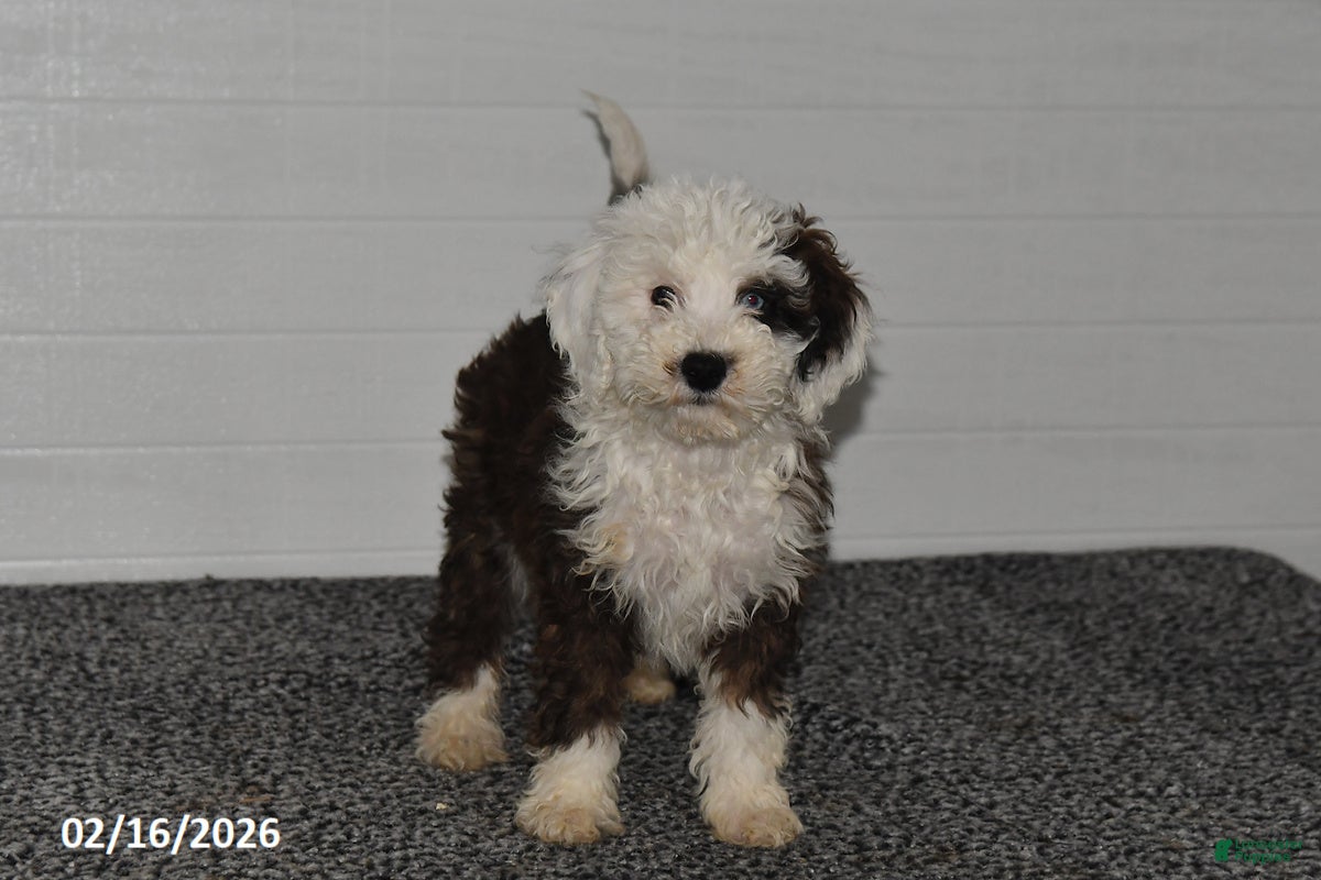 Mini Sheepadoodle dogs Olivia - Ad 1