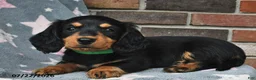 Miniature Dachshund dogs for sale: Flames - Ad 4