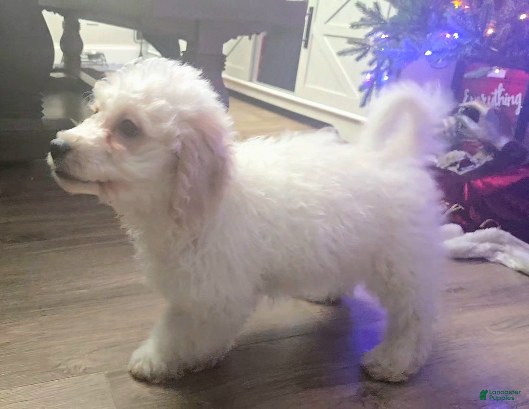 Mini Goldendoodle dogs for sale: Bowie - Ad 2