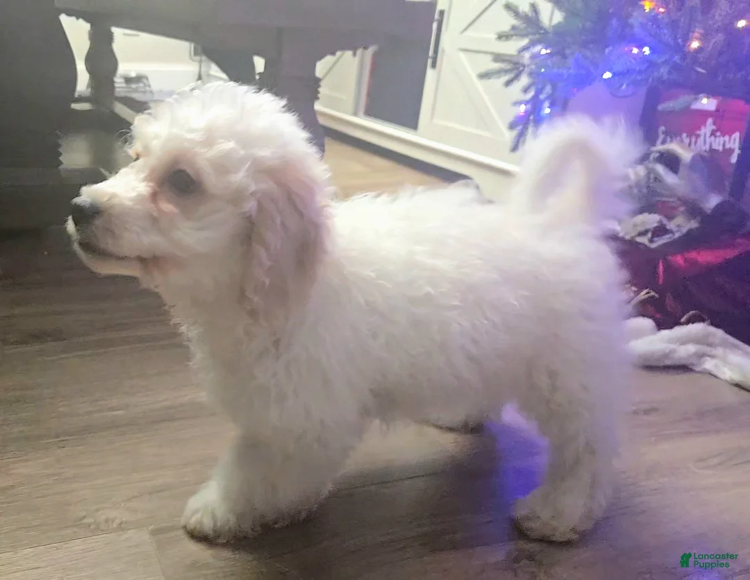 Mini Goldendoodle dogs for sale: Bowie - Ad 2