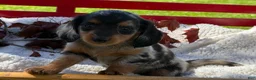 Miniature Dachshund dogs for sale: Bonnie - Ad 5