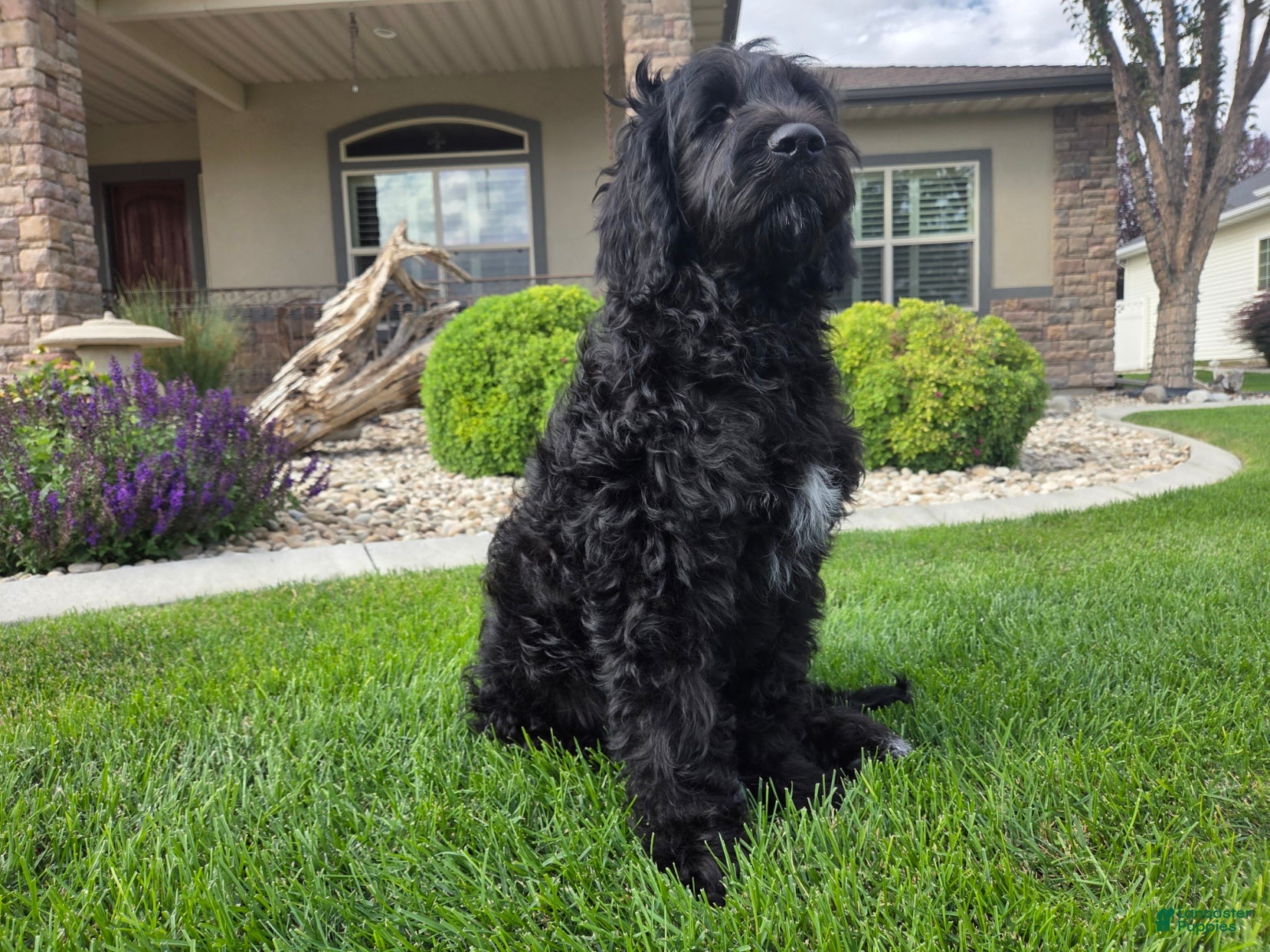 Goldendoodle dogs Emma - Ad 2