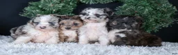 Mini Aussiedoodle dogs for sale: Gary - Ad 18