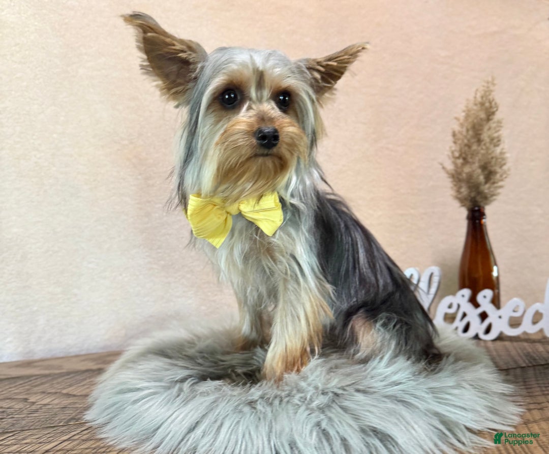 Yorkshire Terrier dogs for sale: Zion - Ad 5