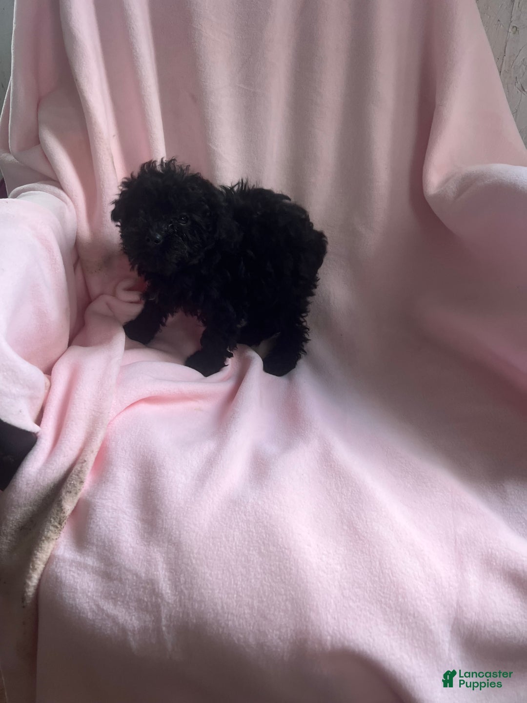Toy Poodle dogs for sale: Amy - Ad 4