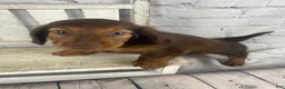 Miniature Dachshund dogs for sale: Emma - Ad 9