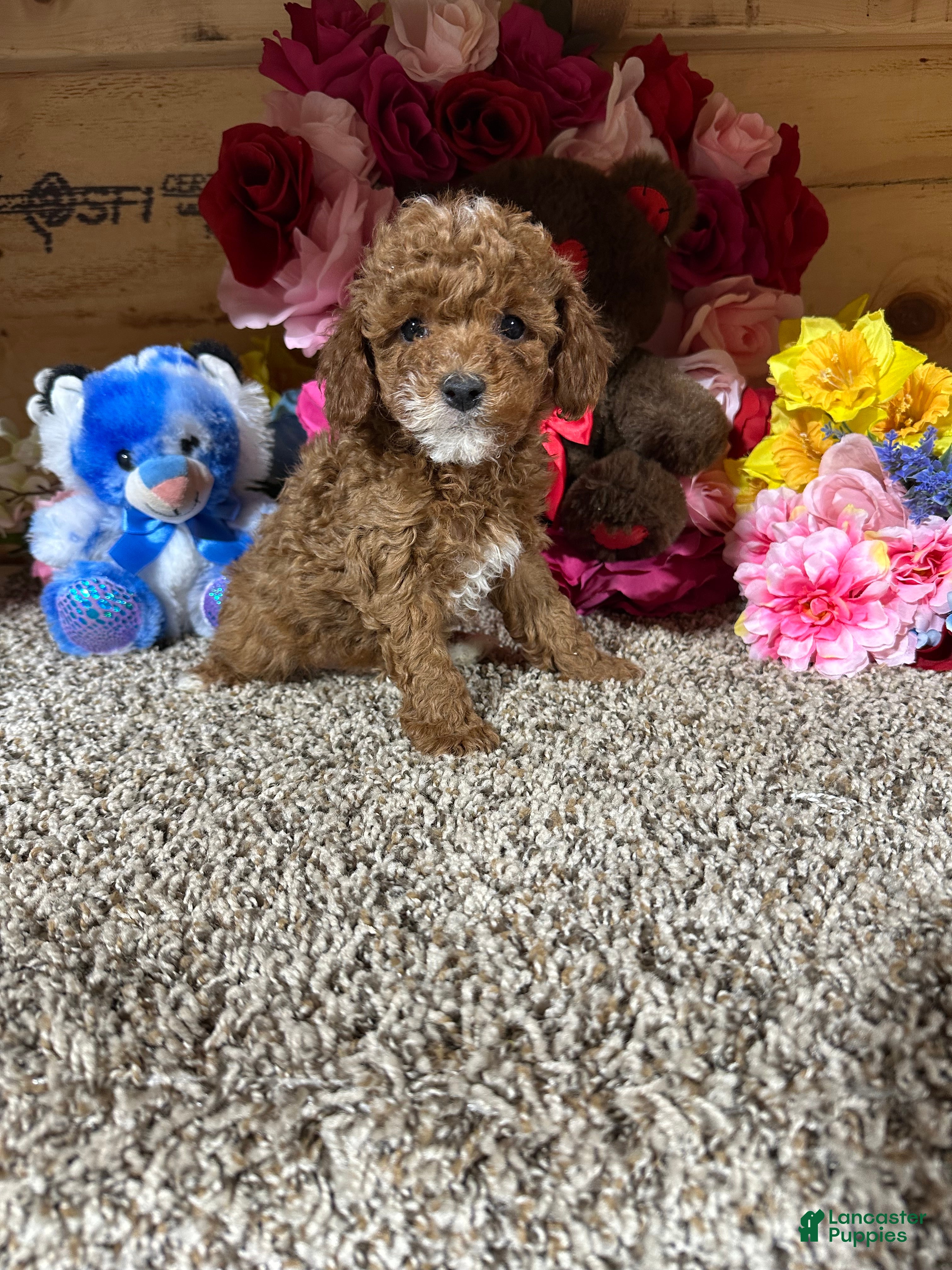 Toy Poodle dogs Toy Poodle Puppy 1 - Ad 2