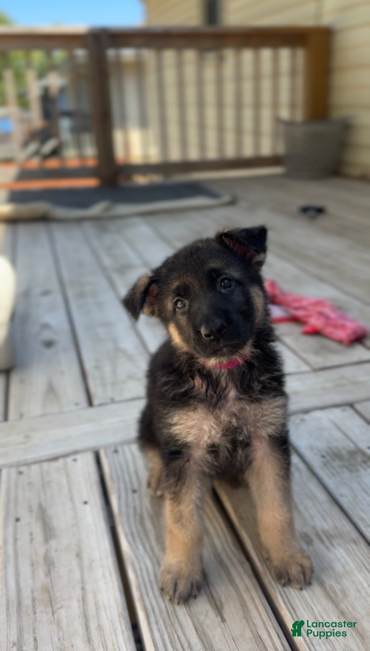 German Shepherd dogs Pink Female - Ad 28