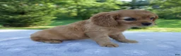 Mixed Breed dogs for sale: Roxy - Ad 4