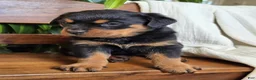 Rottweiler dogs for sale: Winter - Ad 5