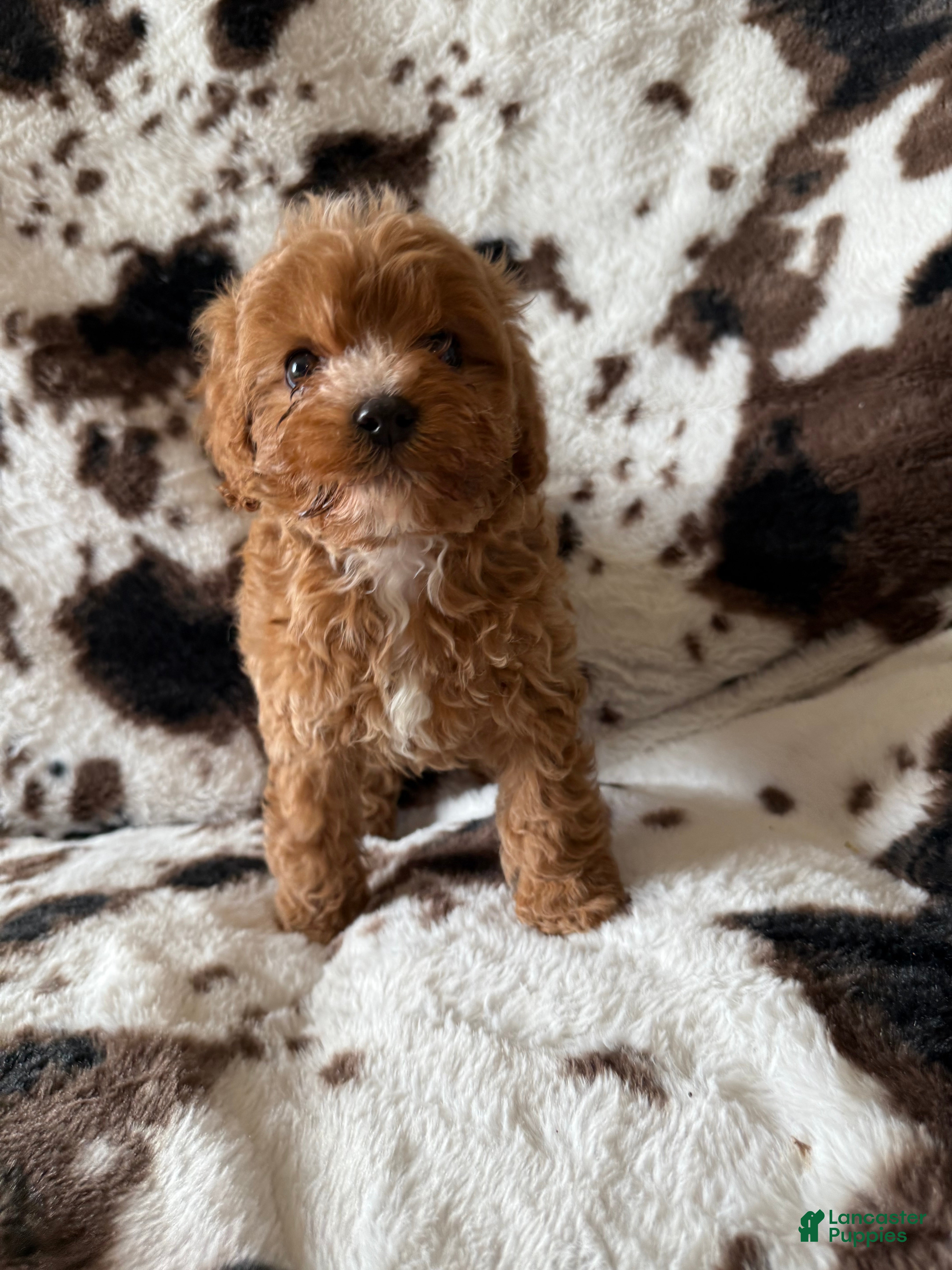 Cavapoo dogs Cavapoo Puppy 3 - Ad 11