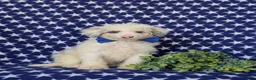 Mini Bernedoodle dogs for sale: Byrnes Hypoallergenic - Ad 3