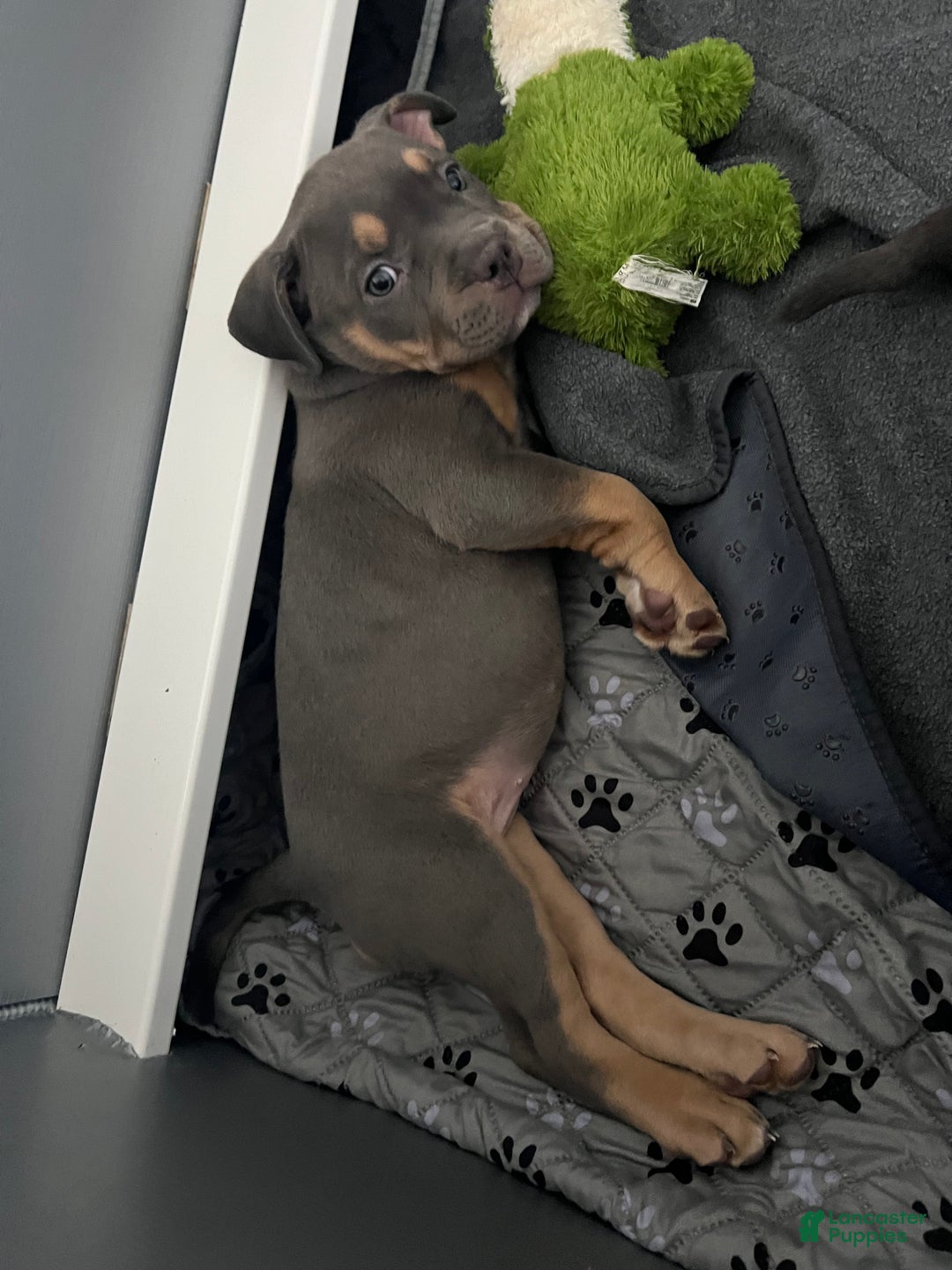 American Bully dogs for sale: Hazel - Ad 5