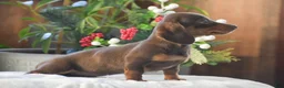 Dachshund dogs for sale: Sprinkles - Ad 5