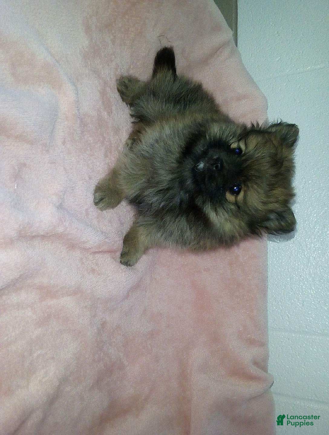 Pomeranian dogs Grace - Ad 1
