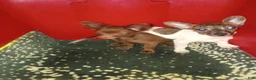 Chihuahua dogs for sale: Rat-Chi  - Ad 4