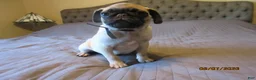 Pug dogs for sale: Tucker - Ad 7