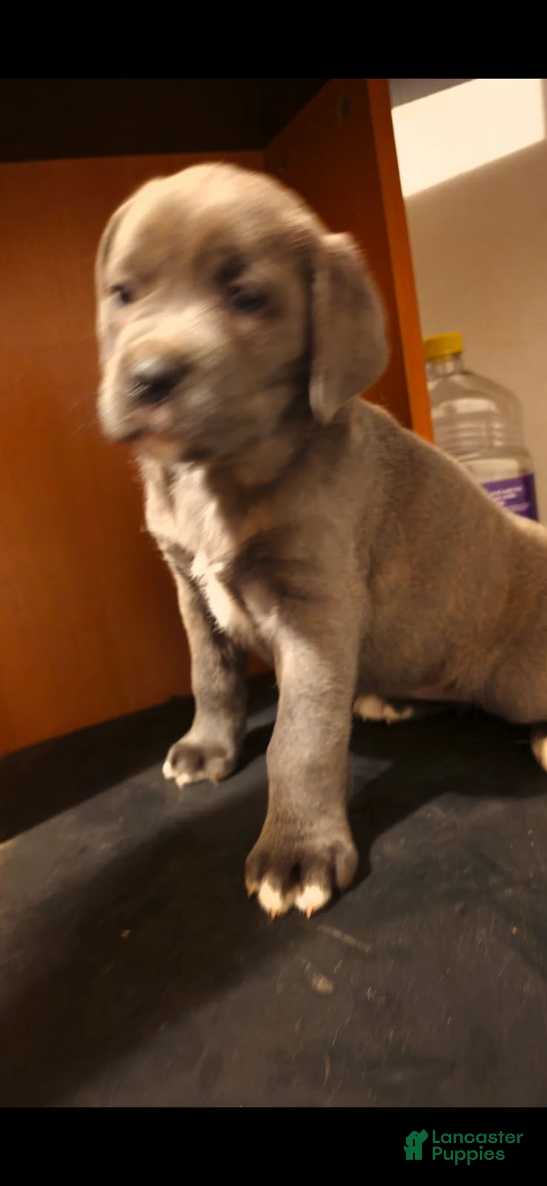 Cane Corso dogs for sale: Lexus - Ad 2