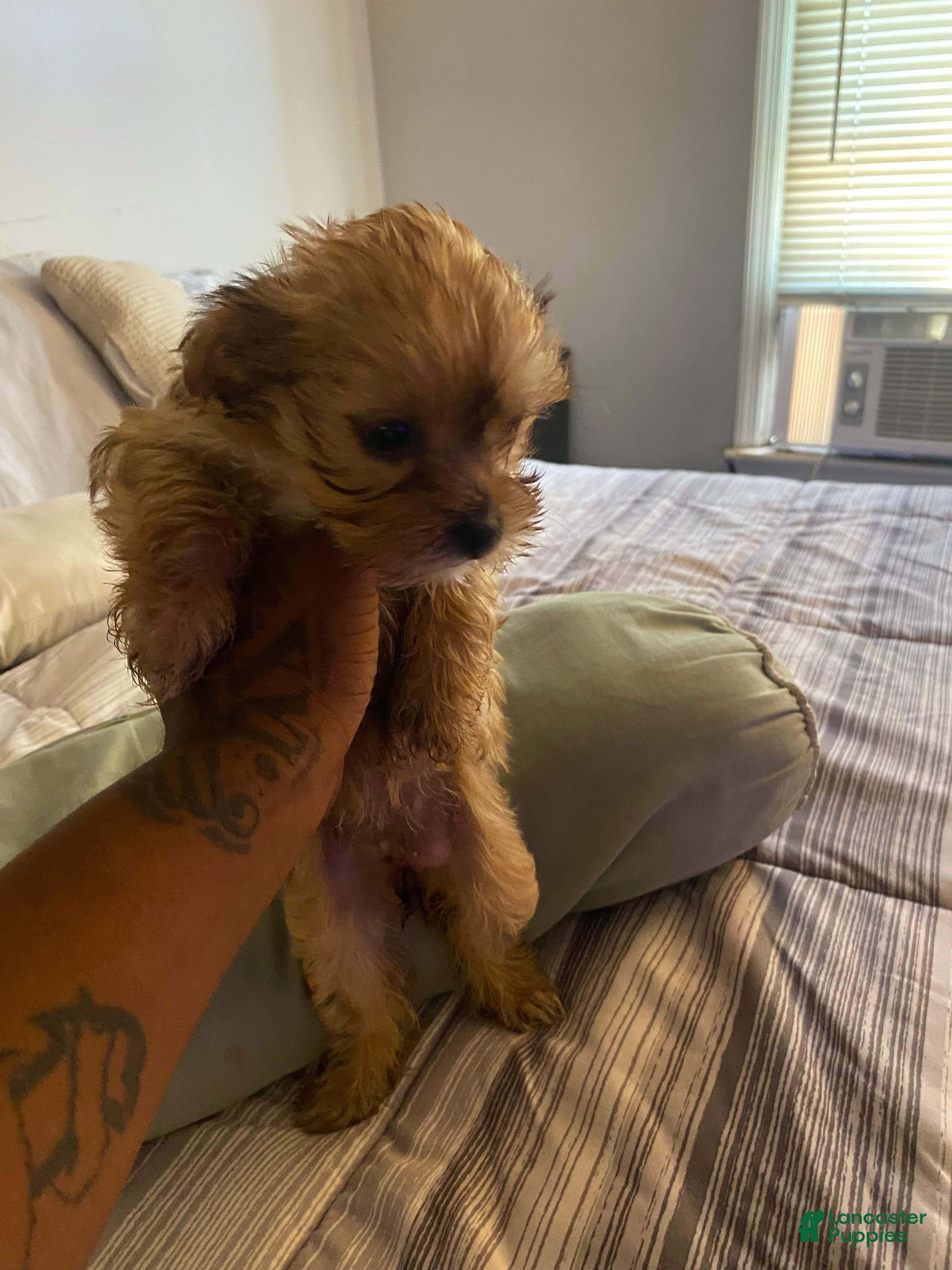 Yorkshire Terrier dogs Yorkshire Terrier 4 - Ad 1