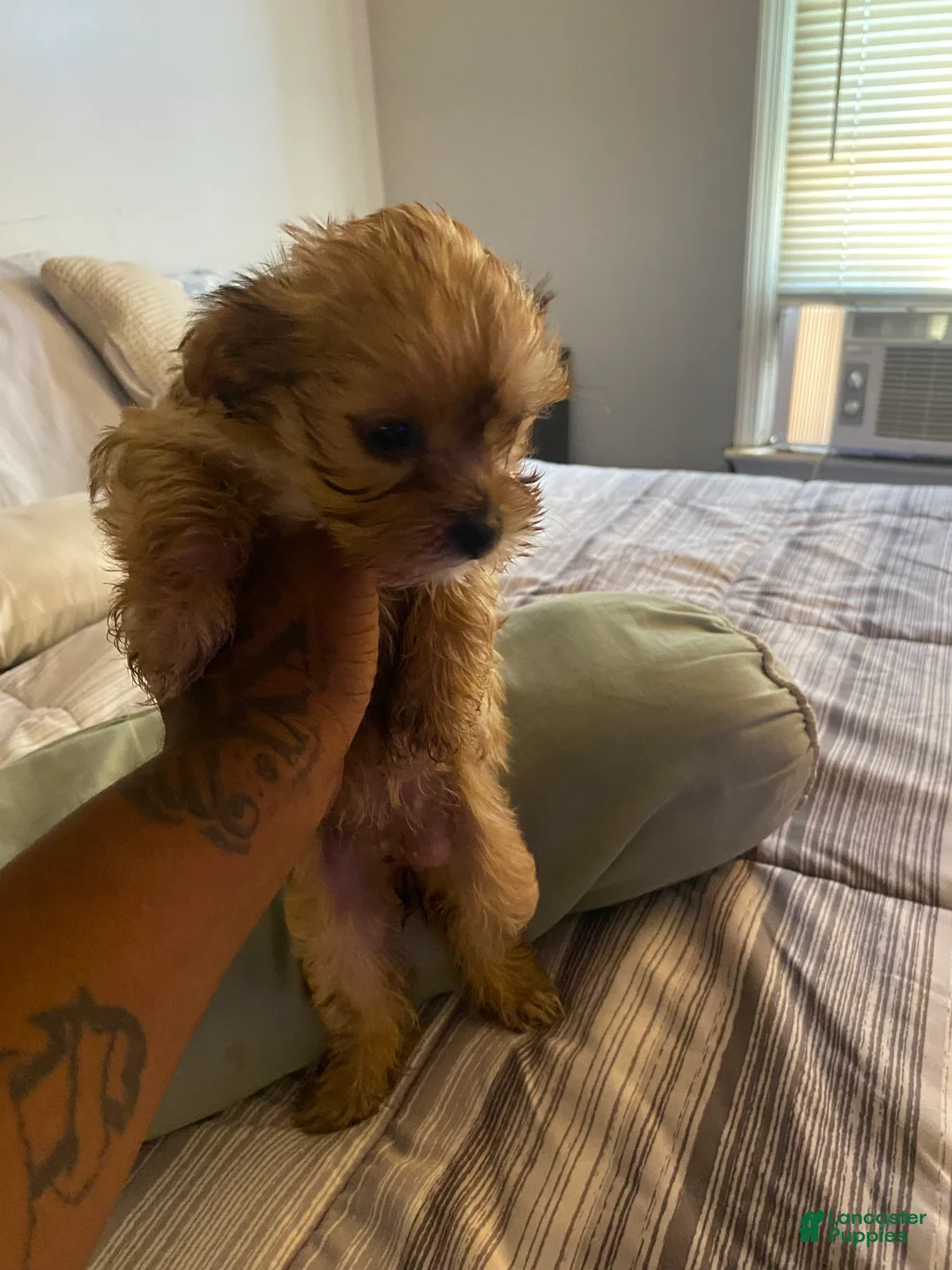 Yorkshire Terrier dogs for sale: Yorkshire Terrier 4 - Ad 1