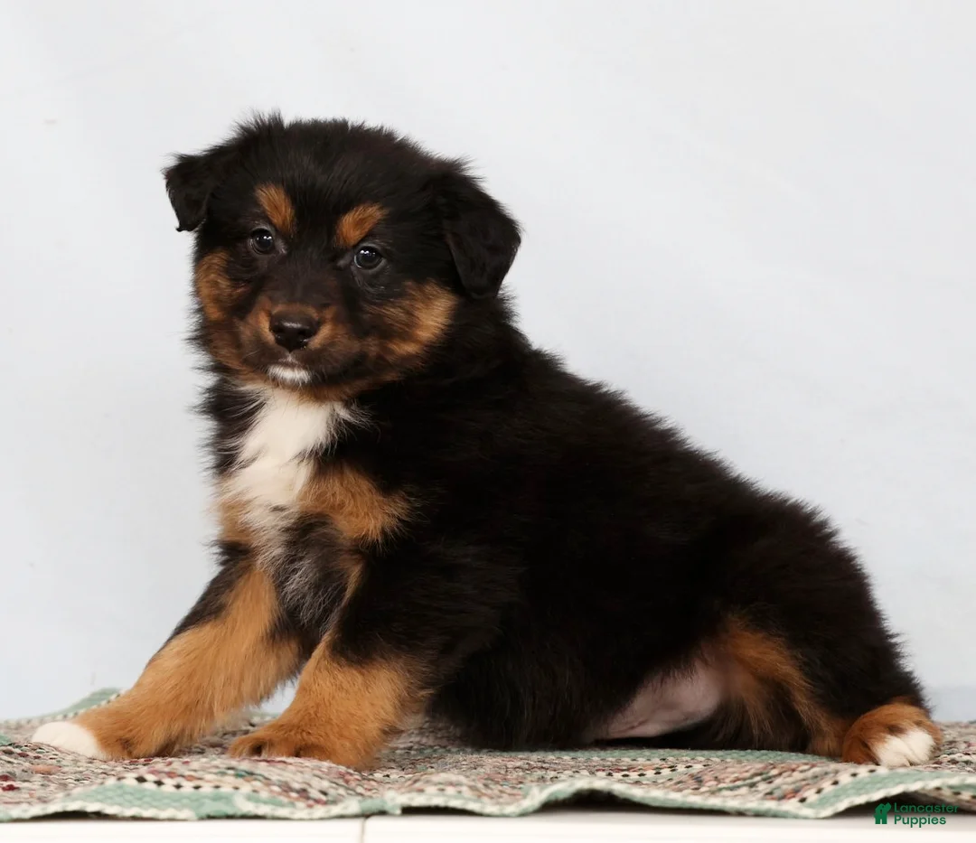 Australian Shepherd dogs for sale: Jeremy - Ad 3