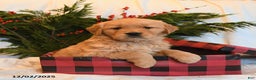 Golden Retriever dogs for sale: Jingle   - Ad 3