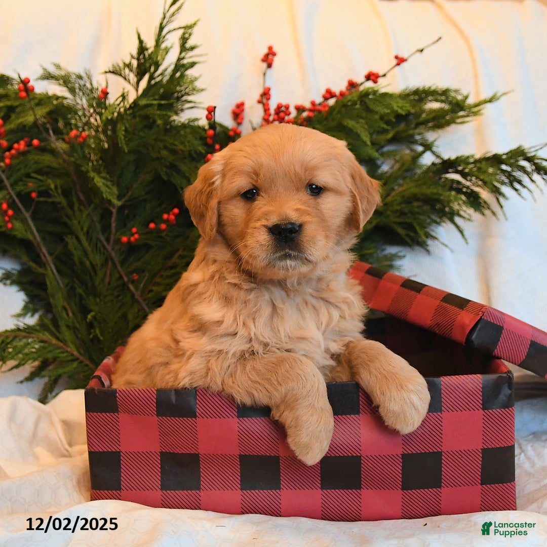 Golden Retriever dogs for sale: Jingle   - Ad 3