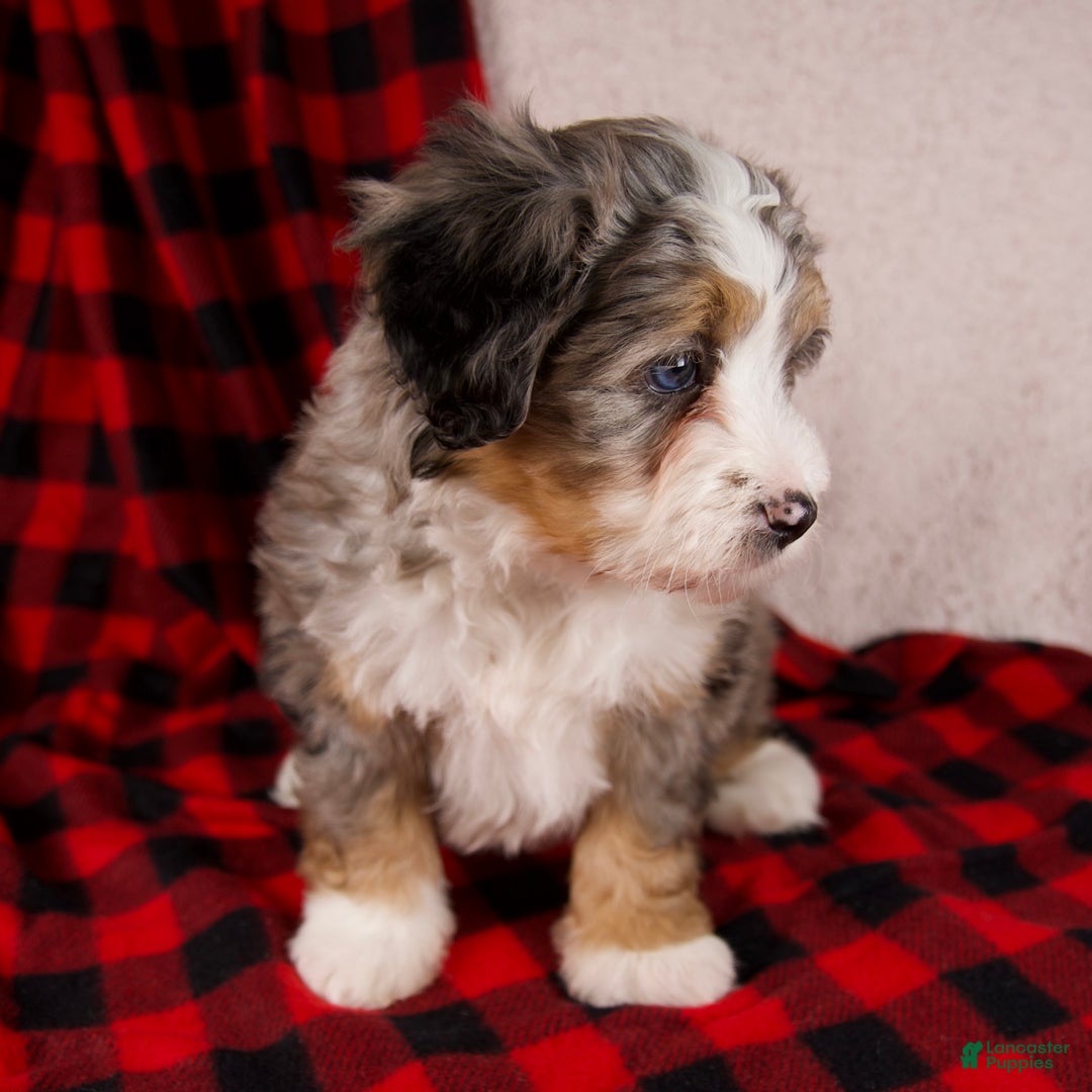 Mini Bernedoodle dogs for sale: Mercy Girl *Potty Training* - Ad 9