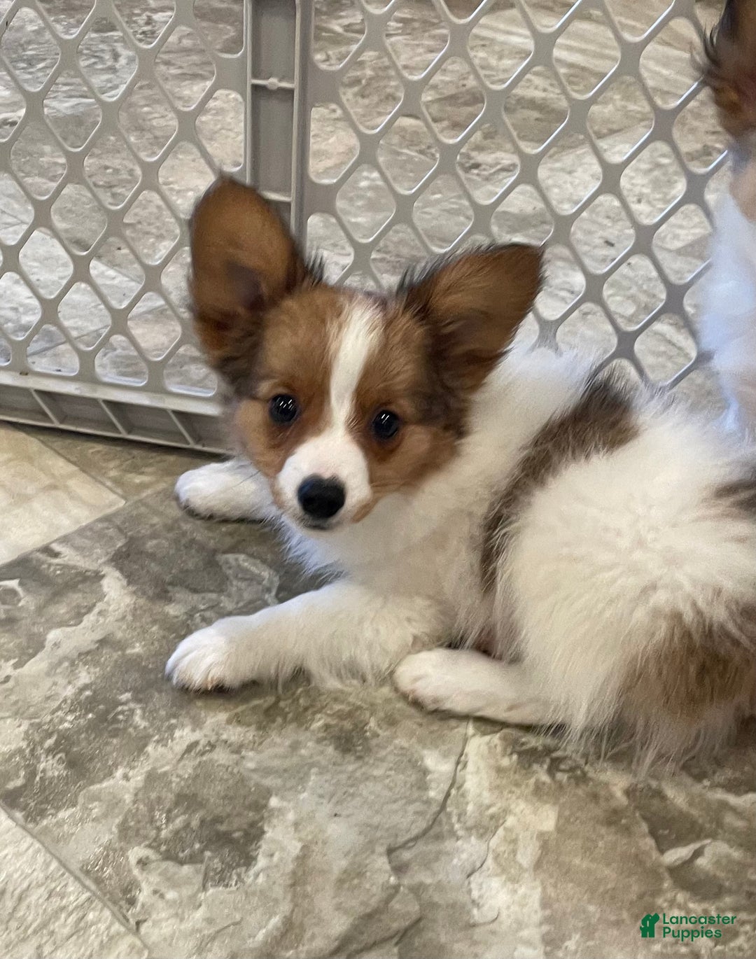 Papillon dogs for sale: Ricky - Ad 7
