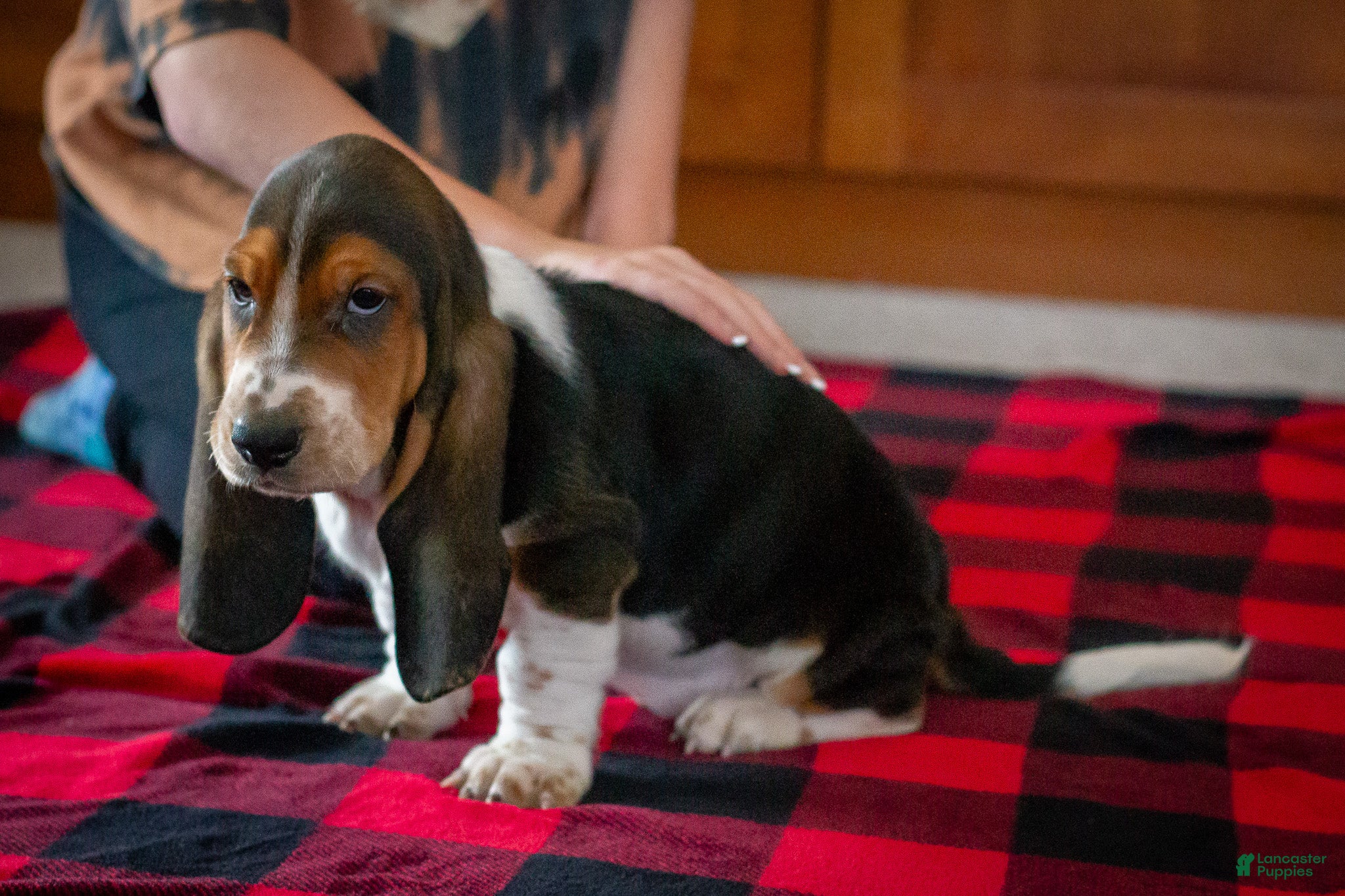 Basset Hound dogs Chris - Ad 3